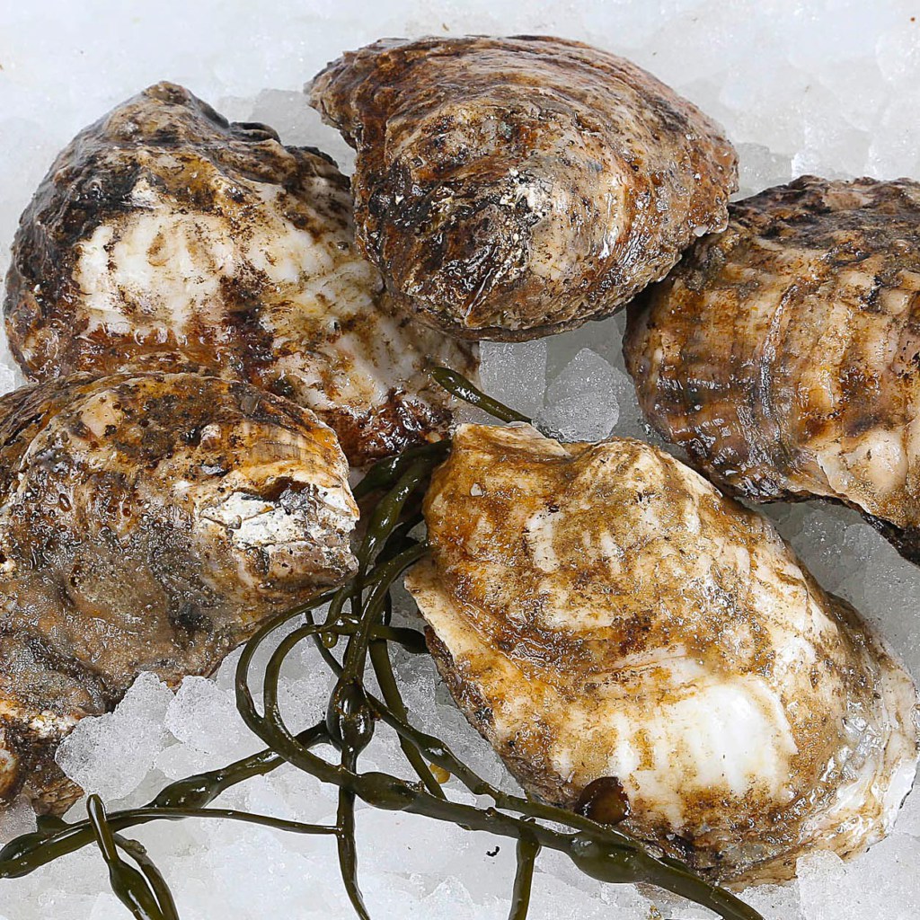 Bluepoint Oyster