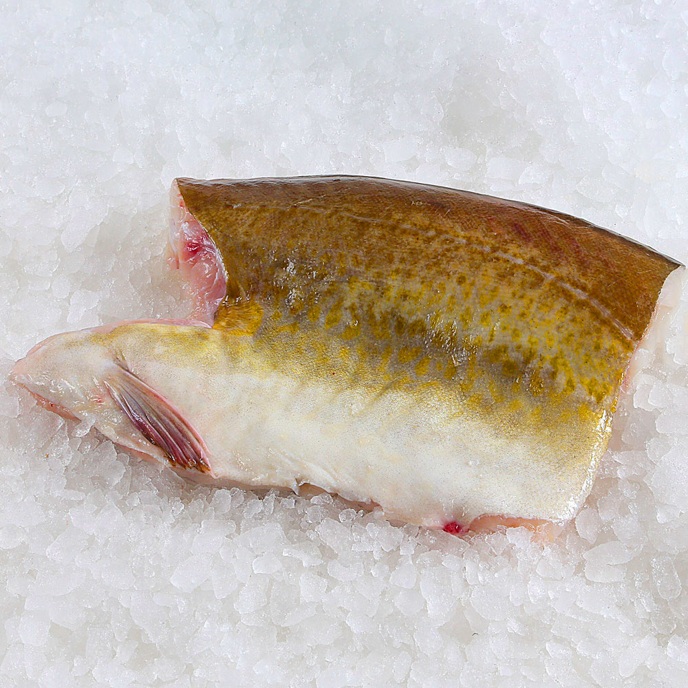 Cod Fish Collar